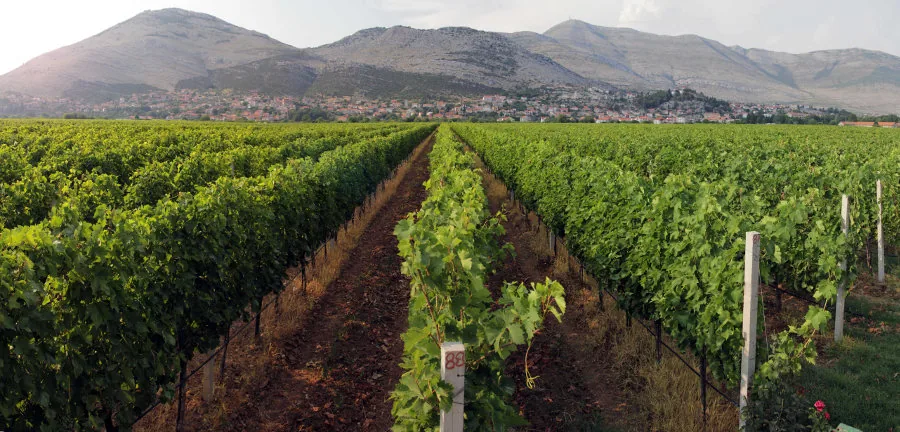 Vukoje winery near Trebinje
